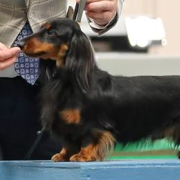 Dachshunds from Foley Dachshunds