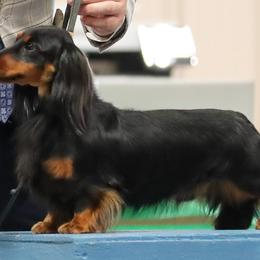 Dachshunds from Foley Dachshunds