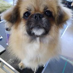 Tibetan Spaniel All Grown Up from Bandor Tibetans