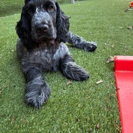 Jackson - Blue roan male English Cocker Spaniel puppy in Park Rapids, Minnesota from Catori
