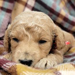 Donut - Apricot male Goldendoodle puppy in Temecula, California from Oodles O'Doodles