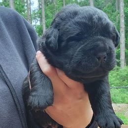 Henry - Black male Labrador Retriever puppy in Braselton, Georgia from Bel Amour