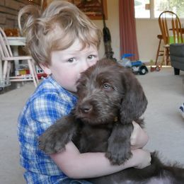 Labradoodle Puppies from Daisy's Labradoodles