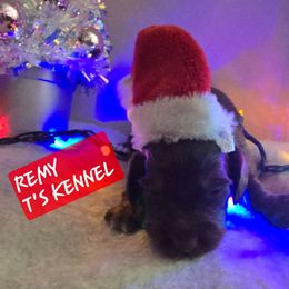 REMY - Chocolate and tan male Dachshund puppy in Poplarville, Mississippi from T's Kennel