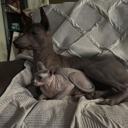 Xoloitzcuintli puppies from Naked nobles kennel