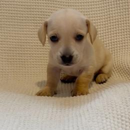 Luke - Cream male Dachshund puppy in Colonial Heights, Virginia from Mimi’s Doxies