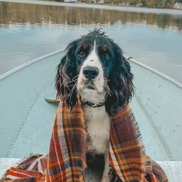 English Springer Spaniels and Labrador Retrievers from Farm Fresh Labradors & English Springers