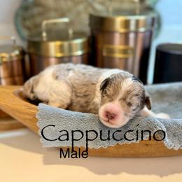 Cappuccino - Chocolate merle male Bernedoodle puppy in Rome, Georgia from Victoria’s Designer Doodles
