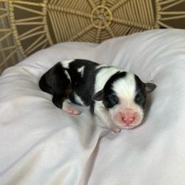 Dottie - Black tri-color female Australian Shepherd puppy in Grants Pass, Oregon from Carmel Mountain Aussies