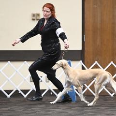 Salukis from Ayala Salukis