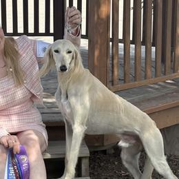 Golden Retrievers and Salukis from Solari Kennels