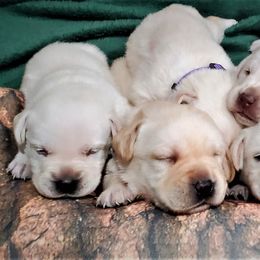 Labrador Retriever Puppies from True Labradors