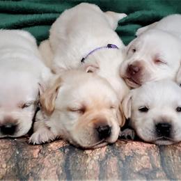 Labrador Retriever Puppies from True Labradors