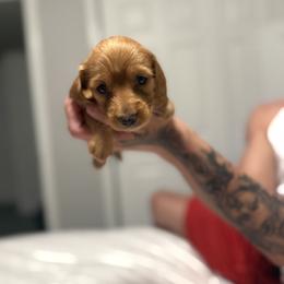 Little Girl - Red female Dachshund puppy in Kennewick, Washington from Mini Dachshund Collection