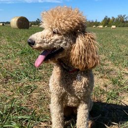 Giant Schnauzers and Poodles from Mississippi Poodles, Doodles and Giants