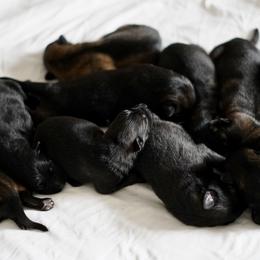 German Shepherd Puppies from Yosemite Shepherds