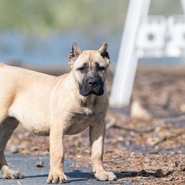 Fawn girl 3500 - Fawn Perro de Presa Canario puppy in Leitchfield, Kentucky from Rey Gladiador Presa Canario