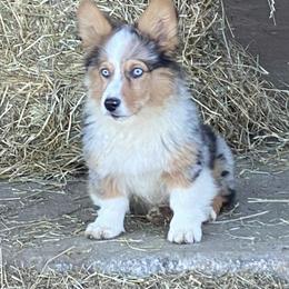 American Corgi, Miniature Australian Shepherd, and Pembroke Welsh Corgi Puppies from Rafter C Aussies & Corgis