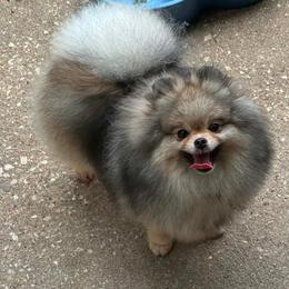 BELLY - Pomeranian