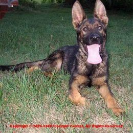 German Shepherd Puppies from Firelight German Shepherds