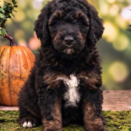Wanda ( Scarlet Witch) - Phantom female Poodle puppy in Lecanto, Florida from Lecanto Puppy