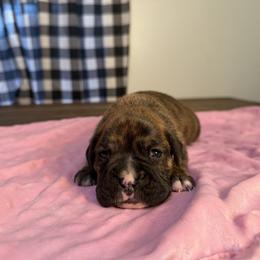 Girl 2 - Brindle female Boxer puppy in Prestonsburg, Kentucky from Bre’s Boxers