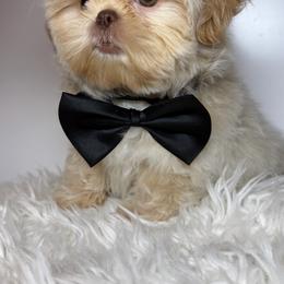 Teddy - Liver male Shih Tzu puppy in Fort Lauderdale, Florida from Shih Tzu’s  ‘N’ Love