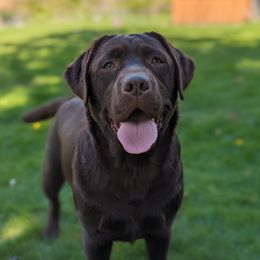 Kymber - Labrador Retriever