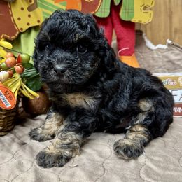 Shadow - Phantom male Poodle puppy in Mabelvale, Arkansas from Durham's Designer Poos