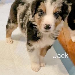 Aussiedoodle, Australian Shepherd, and Golden Retriever Puppies from Hope & Joy Acres