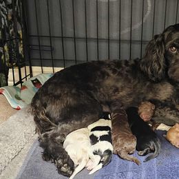 Cavapoo puppies from Canyon Creek Puppies