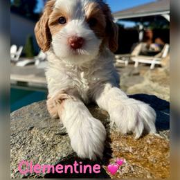 Clementine - Caramel female Australian Labradoodle puppy in Sacramento, California from Delta Breeze Labradoodles
