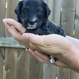 Storm Chaser - Tornado - Phantom male Bernedoodle puppy in Charleston, South Carolina from Palm Belle Doodles