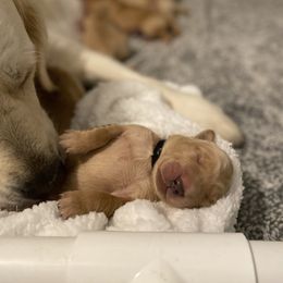 Golden Retriever Puppies from Honeyroux Goldens