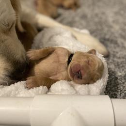 Golden Retriever Puppies from Honeyroux Goldens