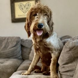 Cockapoos, Goldendoodles, and Poodles from Graceful Doodles and Poodles LLC