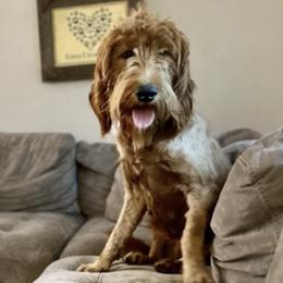 Cockapoos, Goldendoodles, and Poodles from Graceful Doodles and Poodles LLC
