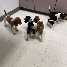 Beagle Puppies from Bluebonnet Kennels