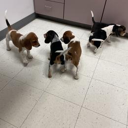 Beagle Puppies from Bluebonnet Kennels