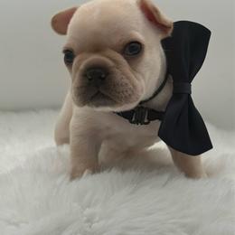 Holden - Cream male French Bulldog puppy in Largo, Florida from Big Daddy Frenchies