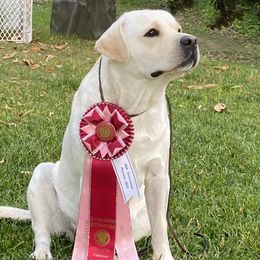 Labrador Retrievers from Potomac Creek Labradors
