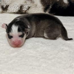 Juvie girl - Black and white female Pomsky puppy in Enid, Oklahoma from Mile Hi Pomskies