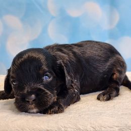 Evan - Black and tan male Cockapoo puppy in Louisburg, North Carolina from Raven Oak's Mini Cockapoos