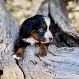 Atomic - male Australian Mountain Doodle puppy in Randolph, Utah from Dry Canyon Pups