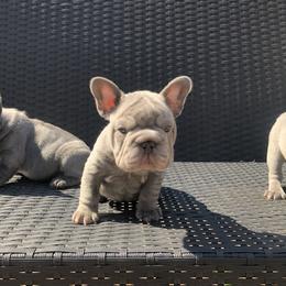French Bulldog Puppies from NeighborHood Frenchies