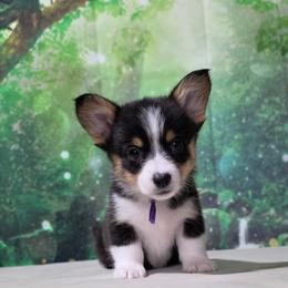 Tarter Sauce - Black and tan female Pembroke Welsh Corgi puppy in Washington from Castle View Royal Rumps