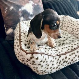 Little Tracker (9weeks old) - Piebald male Dachshund puppy in Alvord, Texas from Gift of Gods Favor