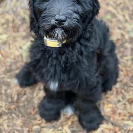 Goldendoodle Puppies from Lundee Doodles