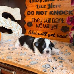 Sebastian aka Bastion - Black and white male Shih Tzu puppy in Durham, North Carolina from The 🐾 Tang Clan Chronicle & Nursery