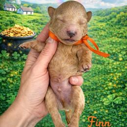 Finn (Orange) - Apricot male Goldendoodle puppy in Hot Springs, Arkansas from Hot Springs Kennels